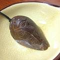 和田玉雕厂的零元福利┄青花籽料一鸣惊人