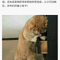 猫脸懵逼