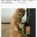 猫脸懵逼