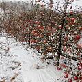 烟台栖霞奶熟红富士苹果，自家果园，12月份采摘
