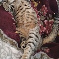 与毛毯完美融为一体的猫腿子~