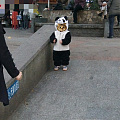 昨天早上路上看到的“熊猫”北鼻~