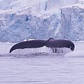 南极行之鲸鱼