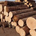木材价格上涨的“最后一餐”！木材商该如何破局？