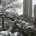 白雪却嫌春色晚，故穿庭树做飞花(烟台）