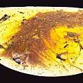 人类首次在琥珀中发现非鸟恐龙，可清晰看到羽毛！【海洋天使琥珀蜜蜡】