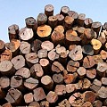 周评：第9周（2月25日—3月3日）木材市场价格行情分析
