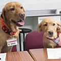 英国大学兽医系招生 请3只拉布拉多犬做面试官