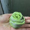 小蜗牛 玫瑰花