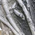 海百合 化石