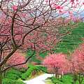 ##中颐亚力山大变石猫眼##3.67ctGRS证书