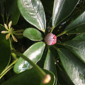 盐源玛瑙精雕莲花珠