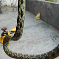 昨天爸爸抓了一条蛇、是国家保护动物吗？