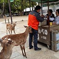 小鹿来了