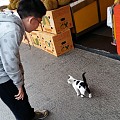 早上遇到一只可爱的小奶猫。