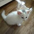 萌萌的小白猫