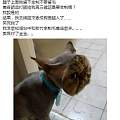 台湾一网友把喵星人带到宠物店剃毛，结果。。。。。。。。。。。
