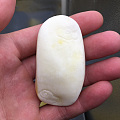 20克白蜜观音