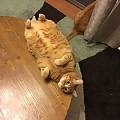 这只猫咪睡在桌子边缘上，却掉不下去，这平衡力让人惊叹...