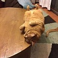 这只猫咪睡在桌子边缘上，却掉不下去，这平衡力让人惊叹...
