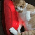 网友母亲节时给妈妈送的一个按摩器，结果被家里的猫看到后...
