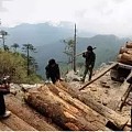 中国政府坚定支持刚果（金）打击红木走私行动