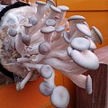 蘑菇包的成长……密恐深入