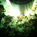 百山桥全赌料，种好皮老，打灯水头长有飘花，石头品相完美有手镯位，赌飘花手镯的来