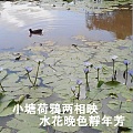 小塘荷鴉两相映 水花晚色靜年芳