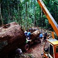 缅甸政府已经出台新的红木木材政策