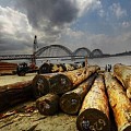 缅甸政府已经出台新的红木木材政策