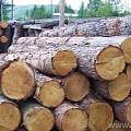 淡季下木材成交量呈大幅萎缩，安哥拉木材砍伐季直至10月31日