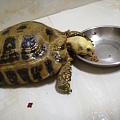 今天中午给龟龟吃了几块西瓜皮，以为它吃饱了，谁知刚才洗澡时龟龟爬出来问我要吃...