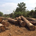 越南再生林也禁止出口！老挝材将面临有价无货的境地
