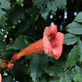 雨后凌霄花