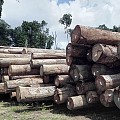 东南亚、非洲地区资源管控之下，南美原木价格被抬高，面临有价无市的局面