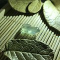小青蛙