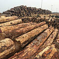 汇率波动新西兰辐射松原木港口价格下滑 加蓬木材港口之间竞争激烈