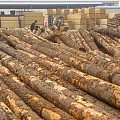 北美软木价格一路飙升，时间或将持续至年底