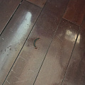 家里清洗空调时发现了一只大蜈蚣
