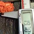 新款台湾莫莫牡丹花