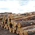 市场回暖气氛浓厚，板材、原木的价格上涨
