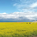 青海湖的油菜花