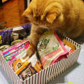 猫猫来秀零食箱