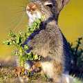 一只小兔子啃了一颗带刺的草。。。