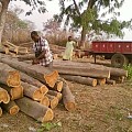 中国和印度成为加纳木材主要的进口国