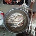 这个鱼我们这里叫毛叶哈，是不是江浙一带清明节前天价的刀鱼？如果是那我们太幸福了