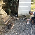 京都御苑的流浪猫咪们