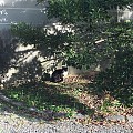 京都御苑的流浪猫咪们