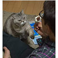 最近在网上流传的这组照片，是猫咪看到爸爸在吃冰棒的表情....
